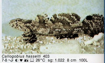 Callogobius hasselti